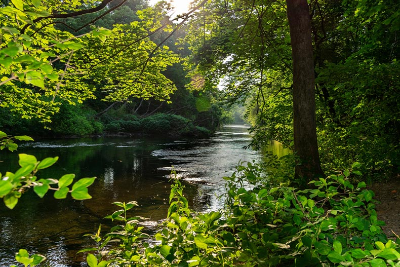 Trees surrounding the Lehigh River in Pennsylvania