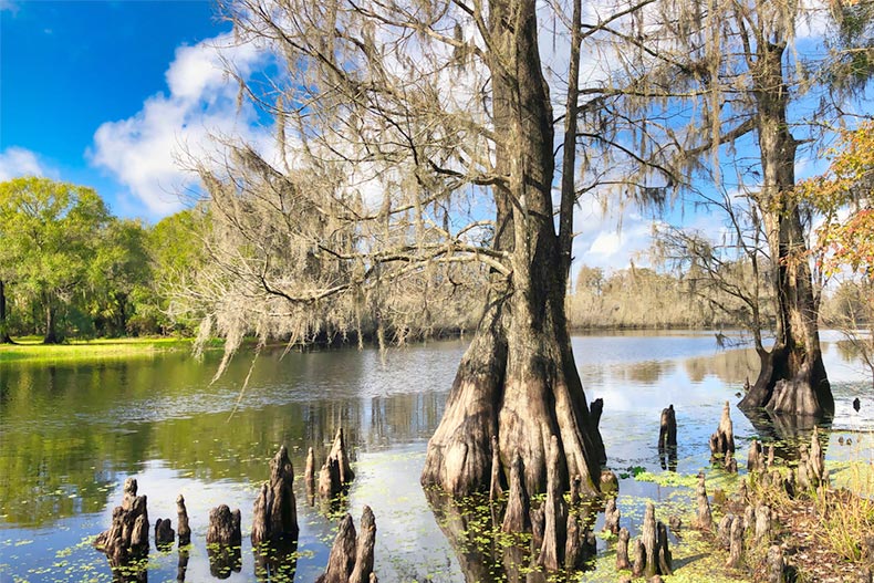 A tree in the swamp of Lettuce Lake Park in Tampa, Florida