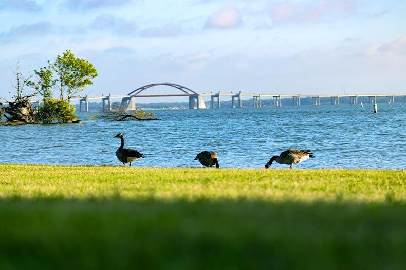 Three Canadian geese on the bank of Lewisville Lake in Lewisville, Texas with a bridge in the background