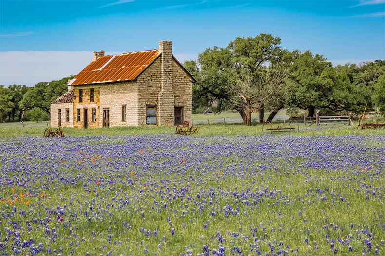 A lone house in a field of bluebonnets in Texas Hill Country