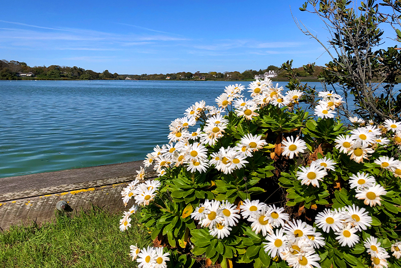 A bush of Montauk daisies on the shore of a lake in Southampton, Long Island, New York