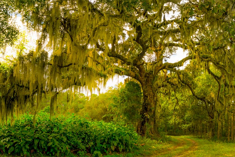 Why You Should Retire to South Carolina's Lowcountry | 55places