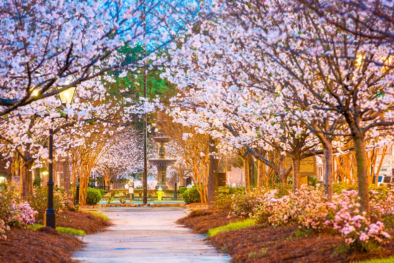 Blossoming trees lining the downtown square in Macon, Georgia in spring
