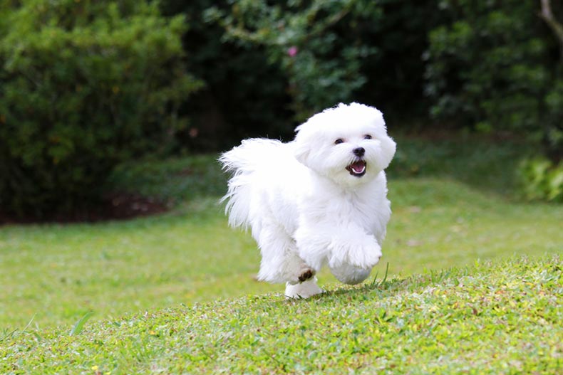 A white maltese dog running on green grass