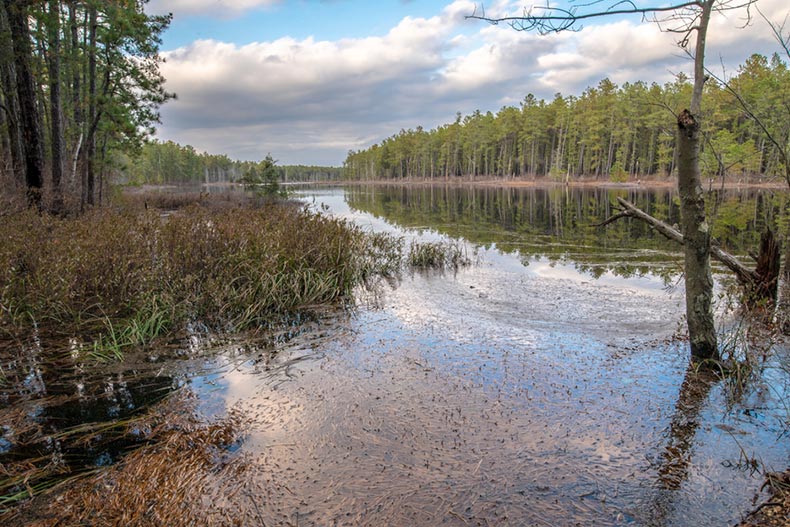 Trees standing on the boggy bank of a river or lake in Wharton State Forest in New Jersey