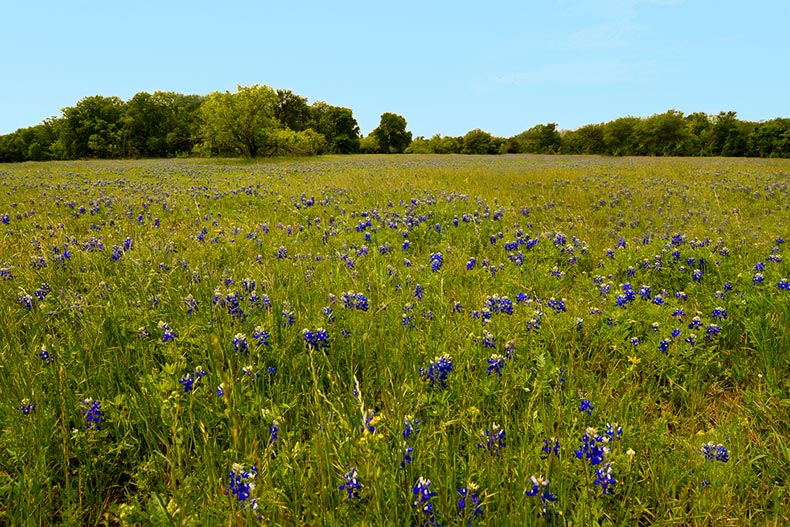 Bluebonnets in McKinney Falls State Park in Austin, Texas