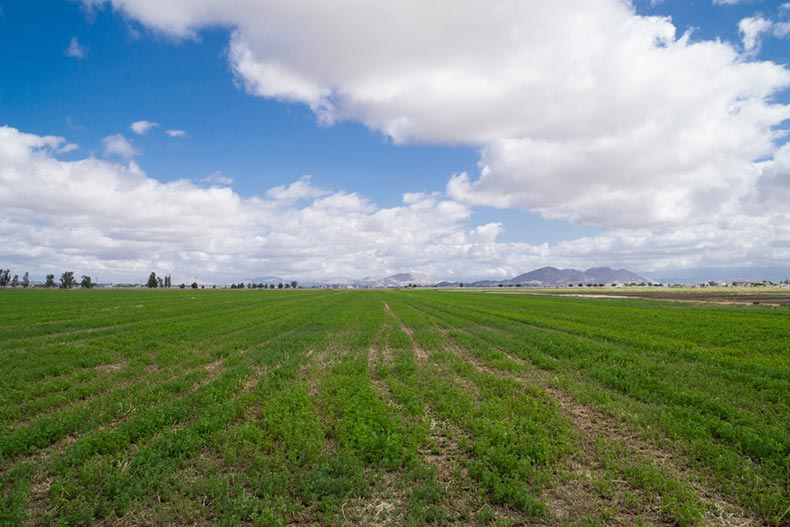 Blue sky over a green field in Menifee, California