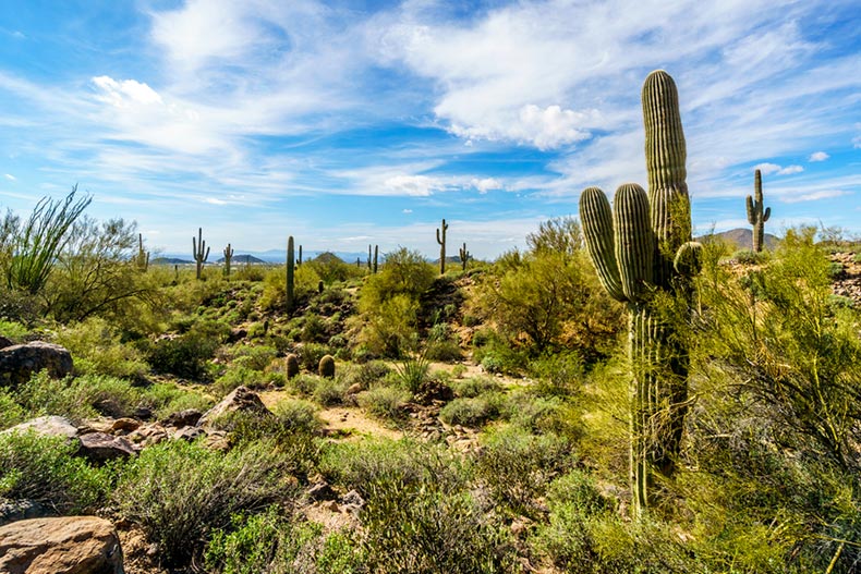 Saguaro, Ocotillo and Barrel Cacti in the semi-desert landscape of Usery Mountain Regional Park in Maricopa County, Arizona
