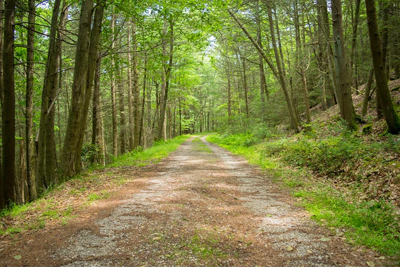 A hiking trail through Michaux State Forest in Pennsylvania