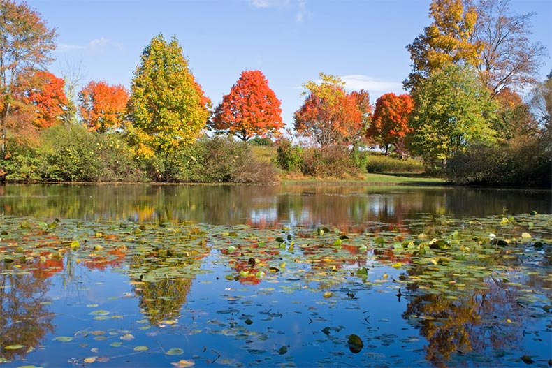 Autumn trees reflected in a pond at Middle Creek Wildlife Management Area in Lancaster County, Pennsylvania