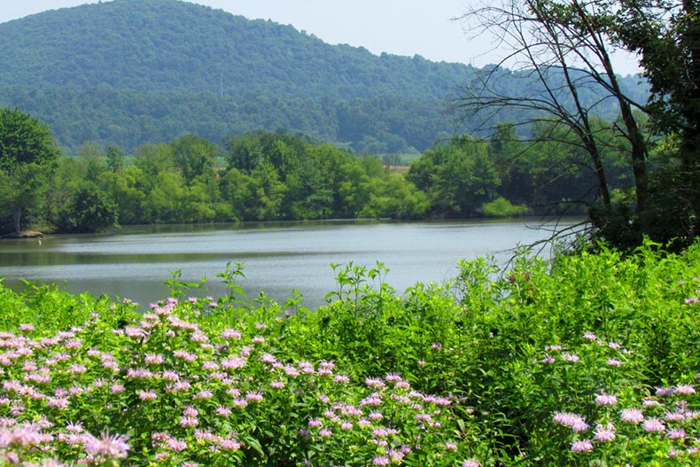 A field of flowers beside a lake at Middle Creek Wildlife Management Area in Lancaster County, Pennsylvania