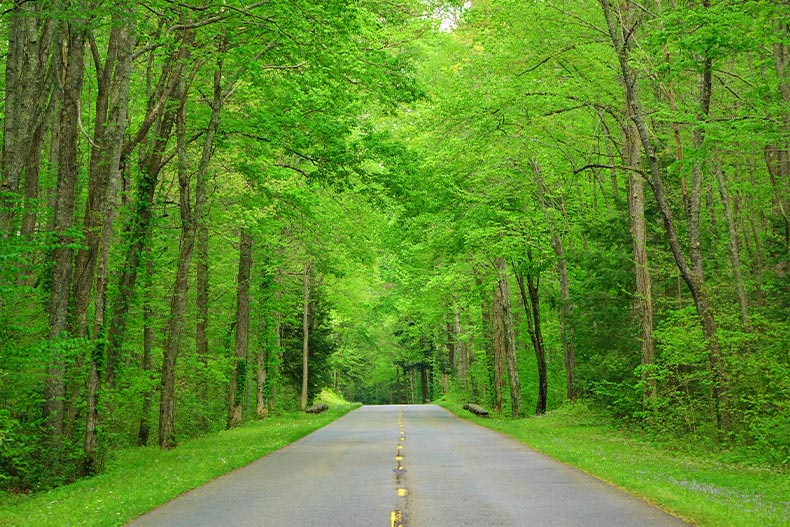 Photo of a road inside a forest in Middle Tennessee