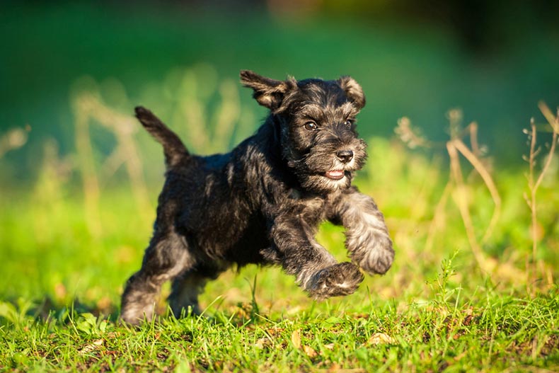 A miniature schnauzer puppy running through green grass