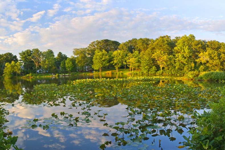 Lilly pads on Lake Manalapan in Thompson Park in Monroe Township, New Jersey