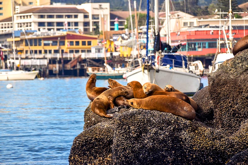 Sea lions relaxing on rocks on Monterey Bay in California