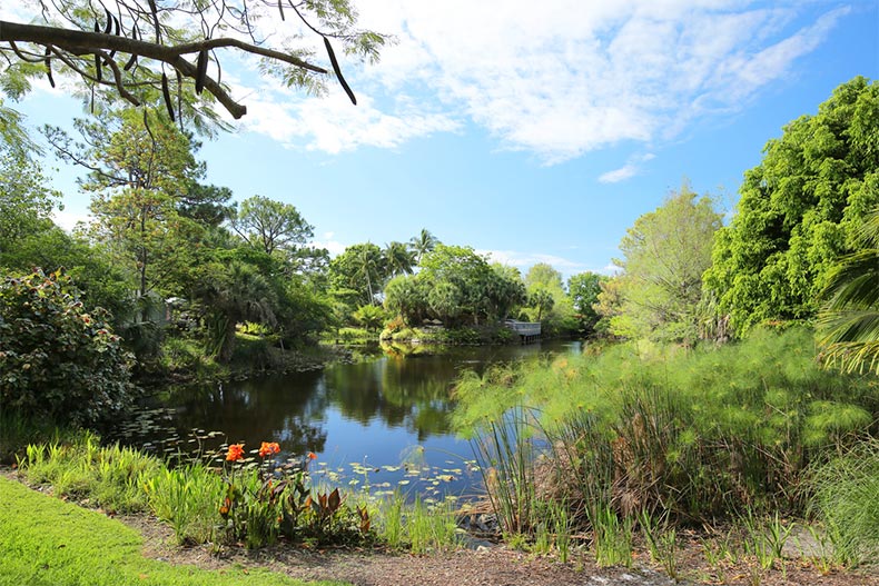 Greenery surrounding a pond in Mounts Botanical Gardens in Palm Beach, Florida