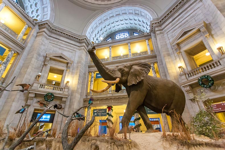 The African Elephant in the Museum of Natural History in Washington, D.C.