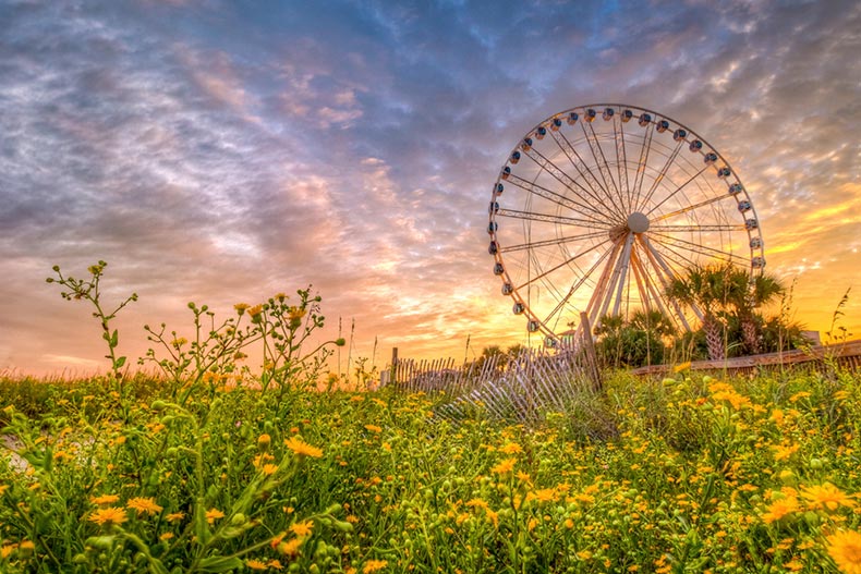 A sunset over a field of wildflowers along the Boardwalk in Myrtle Beach, South Carolina