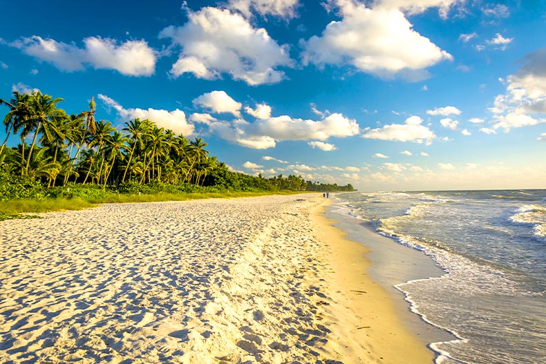 Photo of a Naples, Florida beach split half by sand and palms trees and half by the ocean