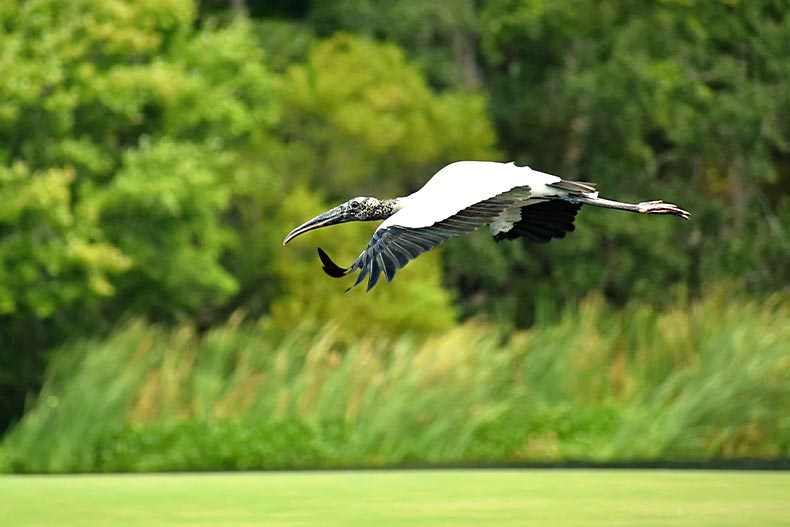 A wood stork flying over a golf course in North Carolina