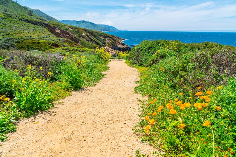 Nature trail leading to the Northern California coastline