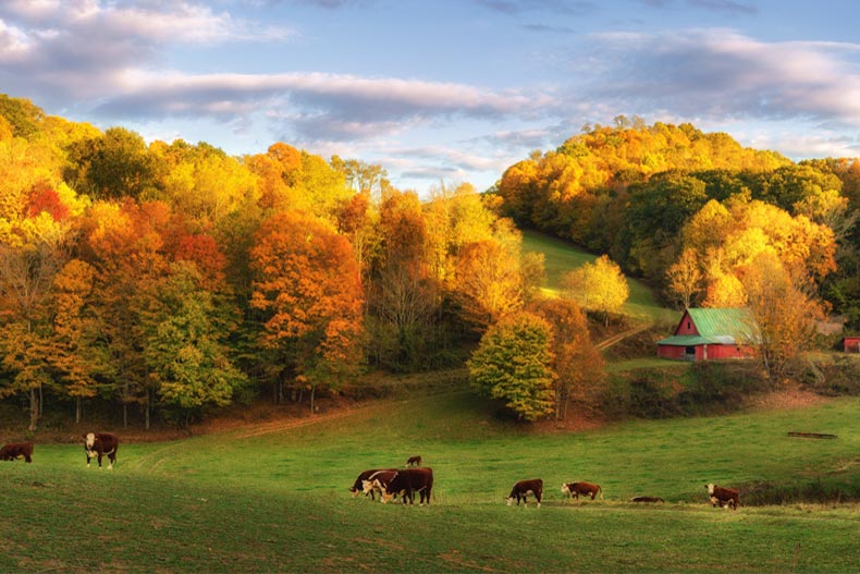 Cows on a farm near Boone, North Carolina