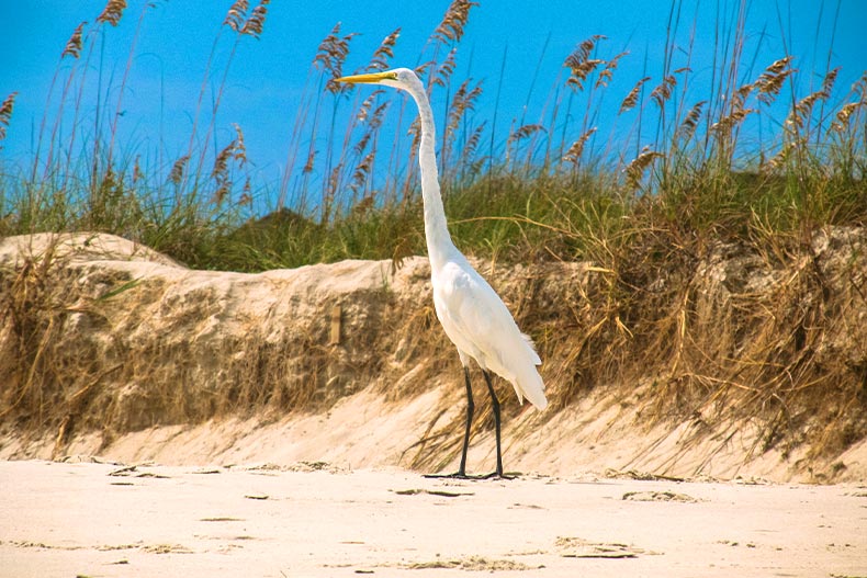 A white egret on a beach in North Myrtle Beach, South Carolina