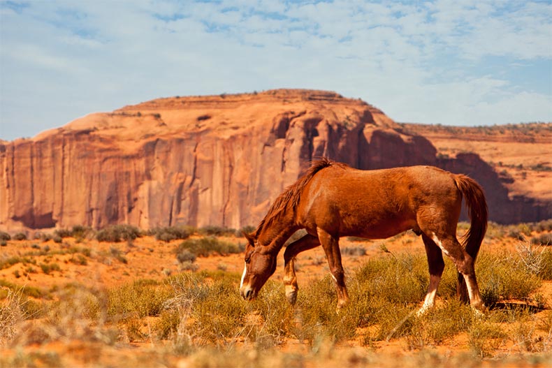 A horse on the Colorado Plateau that spans the northern border of Arizona