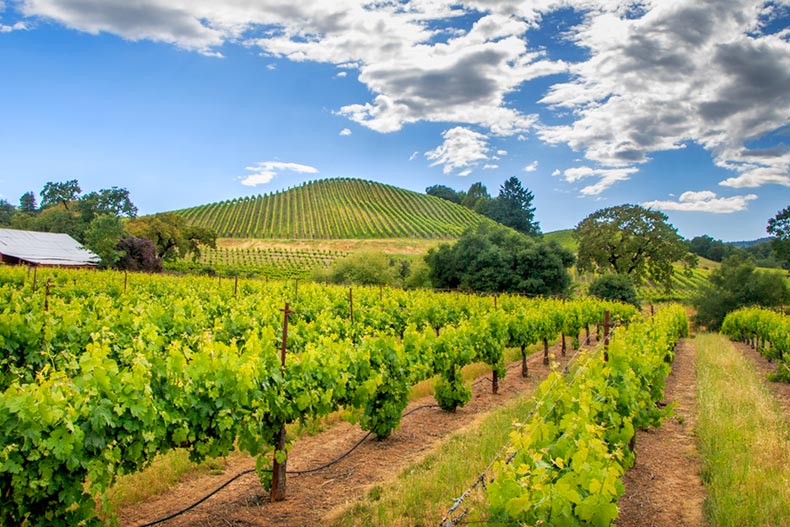 White wispy clouds above a green vineyard in Northern California