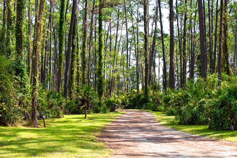 A campground at Ocala Forest in Ocala, Florida