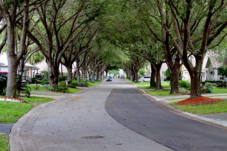 Tree-lined street in On Top of the World in Ocala, Florida