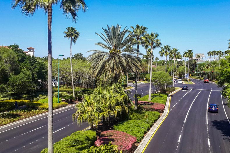 Palm trees lining a highway in Orlando, Florida