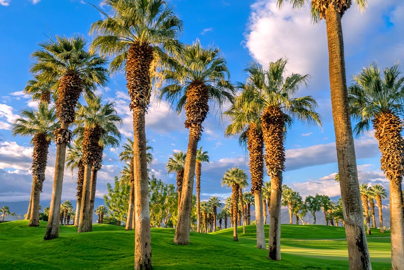 Cluster of palm trees on a golf course in Palm Desert, California
