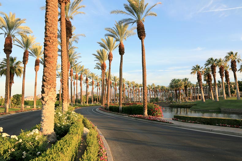 Palm trees lining a road in Palm Springs, California