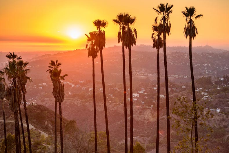 Palm trees in Griffith Park in Los Angeles, California at sunset