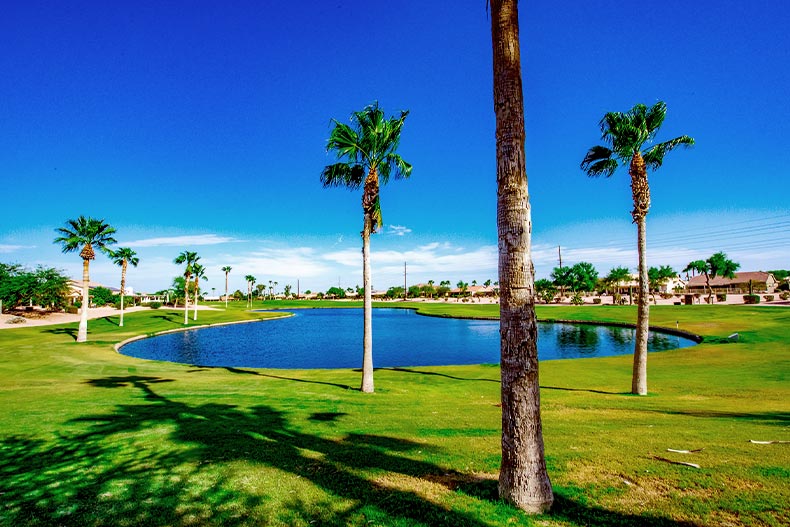 View of palm trees and a pond at a golf course in PebbleCreek located in Goodyear, Arizona