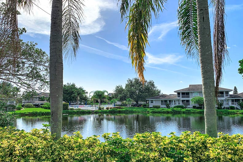 Palm tress beside a pond at Perico Bay Club in Bradenton, Florida