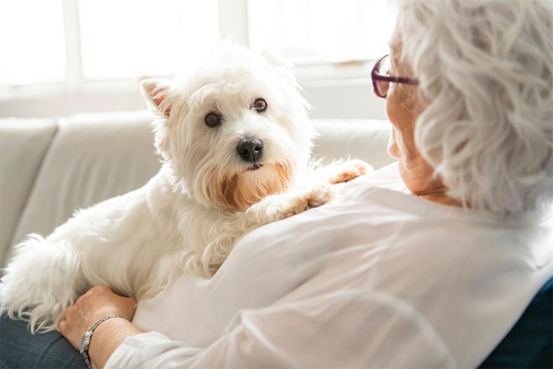 A senior woman laying on the couch with her foster dog sitting on her chest