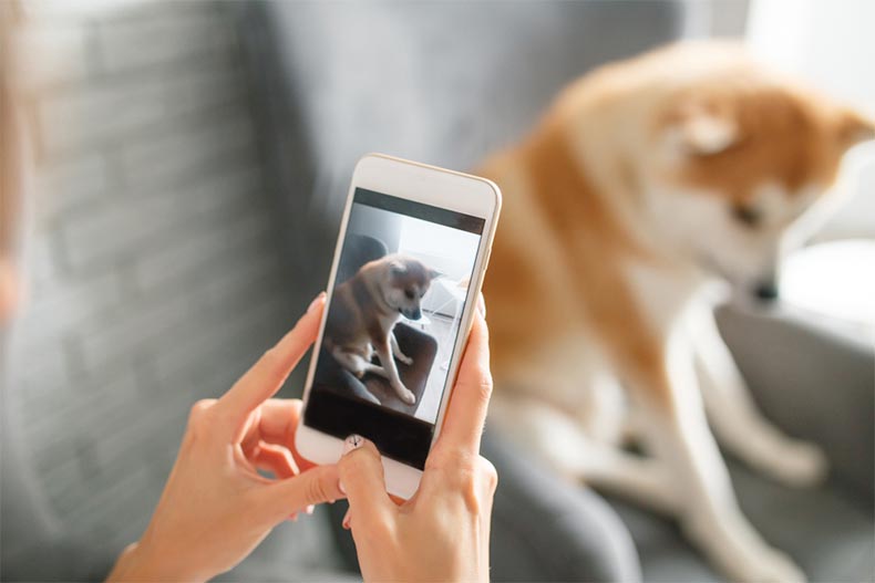 A woman taking a photo with her phone of her dog