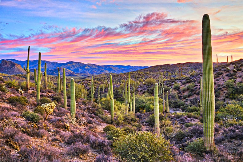 Sunrise in Sonoran Desert near Phoenix, Arizona