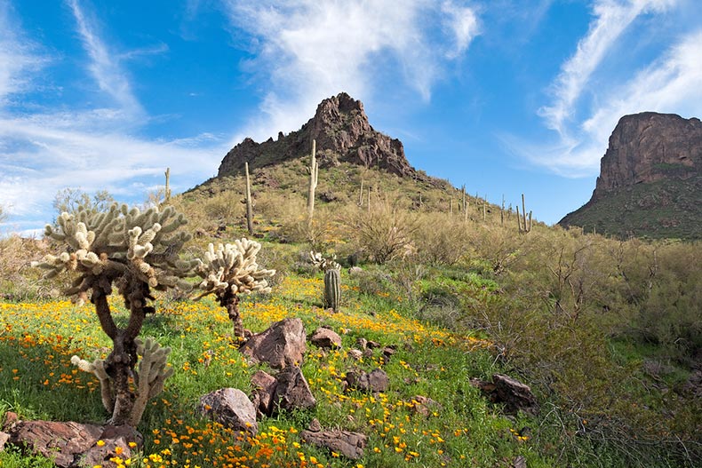 Blooming Sonoran Desert at Picacho Peak State Park in Arizona