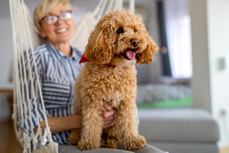 A brown poodle puppy at home with a smiling senior woman