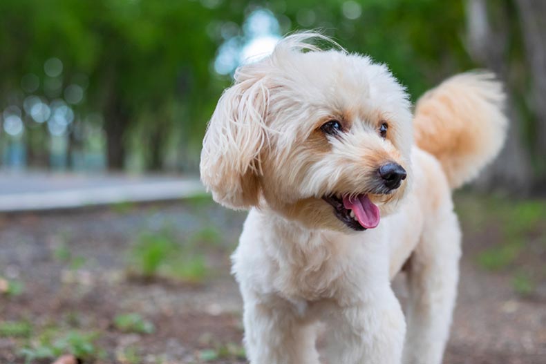 A poodle terrier in a park