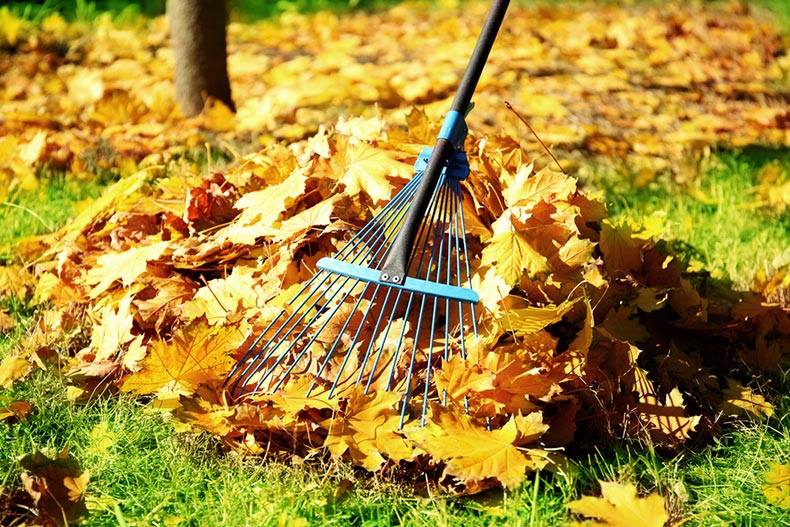 Raking fall leaves with a rake