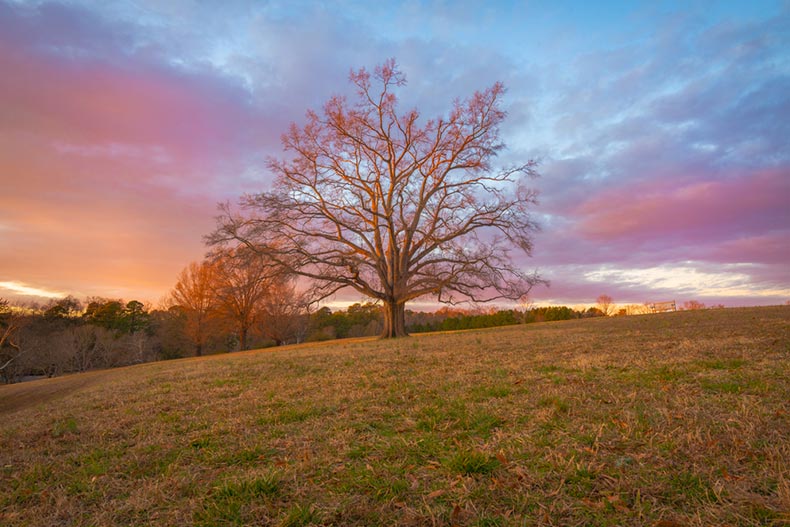 A tree on a hill at a small retreat center in Richmond, Virginia
