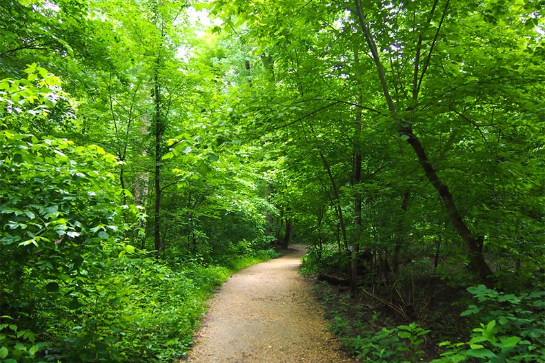 Dirt trail surrounded by green trees and plants in Rock Creek Park.