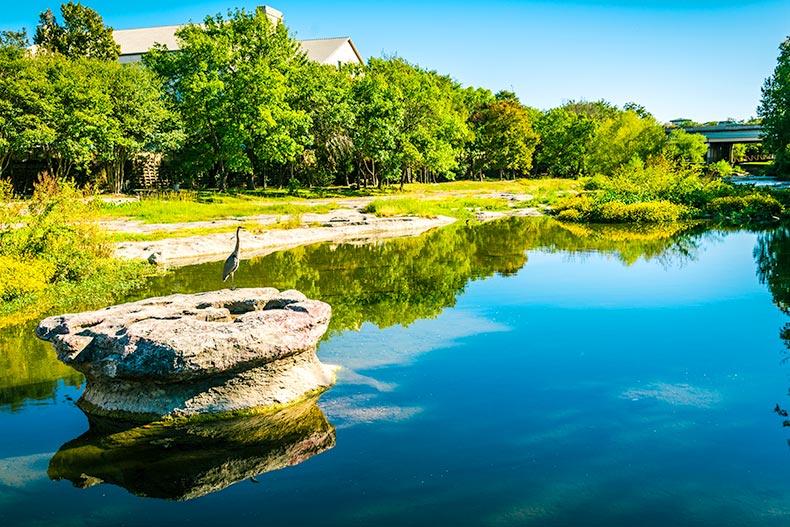 Greenery and a stone reflecting in. a river located in Round Rock, Texas with some wildlife around