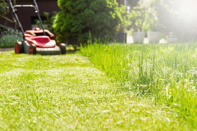 A lawn mower cutting long, green grass in a yard