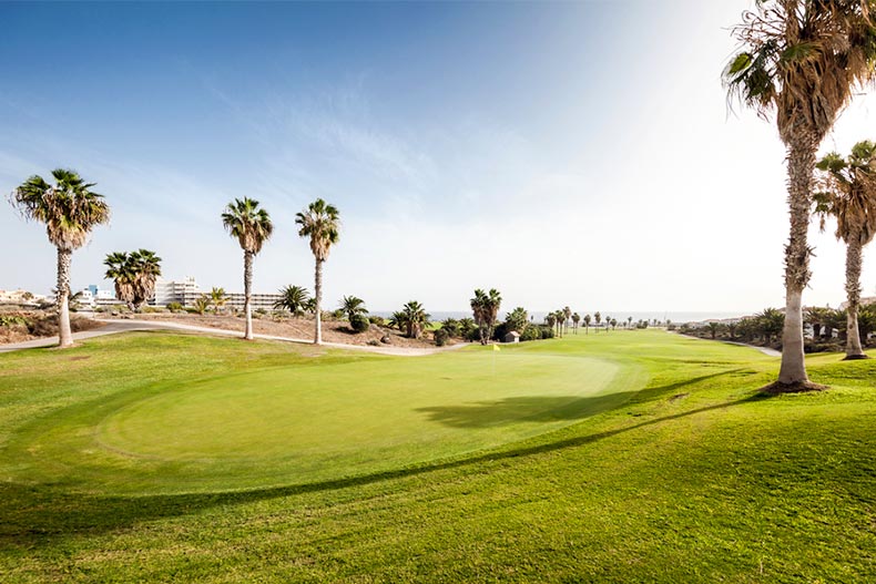 A golf course with palms in sunlight