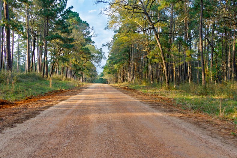 A forest road in Sam Houston National Forest in Texas